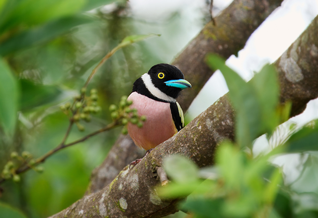 黑黄阔嘴鸟 婆罗洲